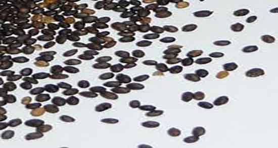 خواص قدومه شیرازی در طب سنتی ؛ فواید قدومه شیرازی از نظر طب سنتی