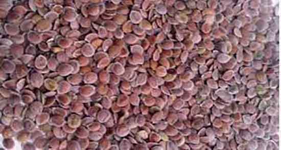 خواص قدومه شیرازی چیست ؛ فواید مصرف قدومه شیرازی برای بدن