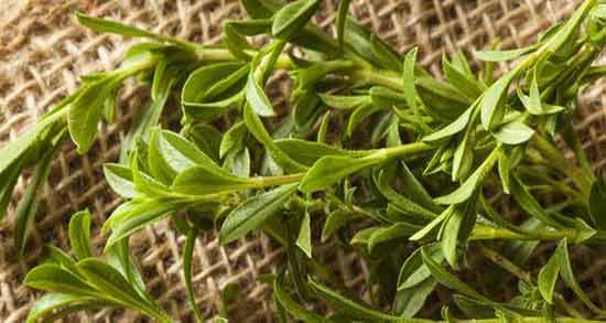 خواص مرزه در طب سنتی ؛ خاصیت خوردن مرزه از نظر طب سنتی