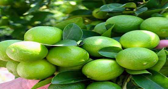 خواص هسته لیمو ترش برای سرماخوردگی ؛ هسته لیمو ترش رفع گلو درد