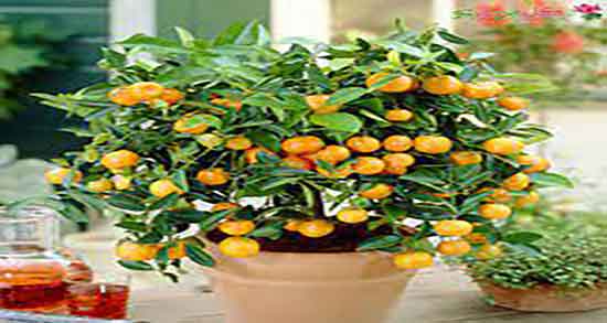 خواص هسته لیمو ترش برای سنگ کلیه ؛ لیمو ترش برای سنگ کلیه