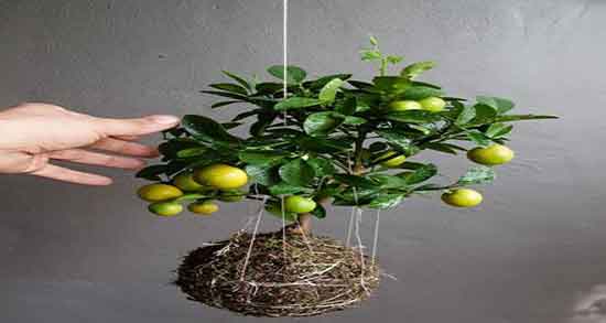 خواص هسته لیمو ترش برای مو ؛ فواید هسته لیمو ترش برای تقویت مو