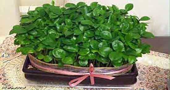 خواص هسته لیمو ترش در چای و فواید هسته لیمو ترش در چای سبز خواص هسته لیمو ترش در چای ؛ فواید هسته لیمو ترش در چای سبز