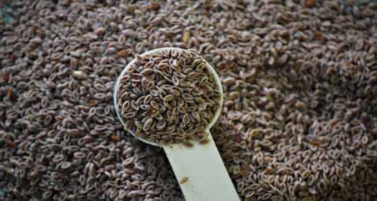 خواص و طبع اسفرزه ؛ آشنایی با خواص درمانی و طبع اسفرزه