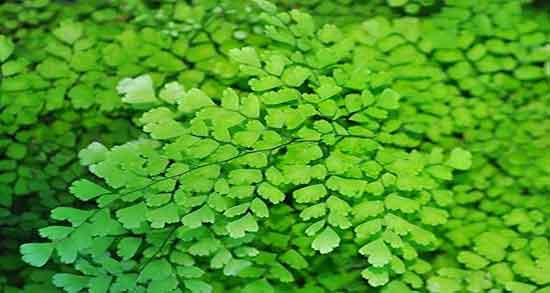 خواص و طبع پرسیاوشان ؛ ایا طبع گیاه پرسیاوشان برای گلو درد مفیده