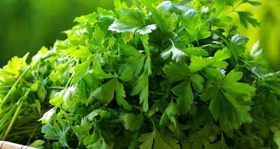 خواص و مضرات آب گشنیز ؛ مصرف آب گشنیز چه خواص و مضراتی دارد