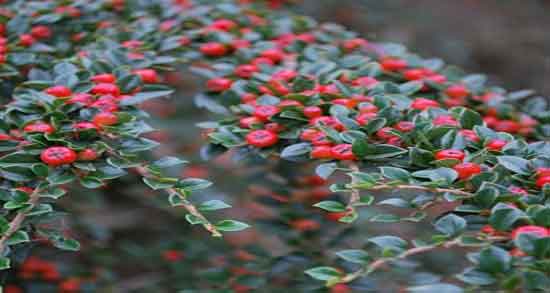 خواص و مضرات روغن جوجوبا ؛ فواید و عوارض مصرف روغن جوجوبا چیست