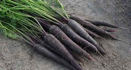 خواص و مضرات هویج سیاه و همه چیز درباره مصرف هویج سیاه خواص و مضرات هویج سیاه ؛ همه چیز درباره مصرف هویج سیاه
