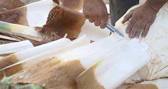 خواص و مضرات پنیر نخل و آشنایی با فواید و مضرات خوردن پنیر نخل برای سلامتی خواص و مضرات پنیر نخل ؛ آشنایی با فواید و مضرات خوردن پنیر نخل برای سلامتی