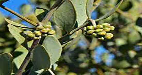 خواص و کاربرد روغن جوجوبا ؛ فواید مصرف روغن جوجوبا برای بدن انسان