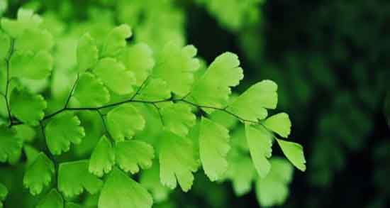 خواص پرسیاوشان برای ریه و ایا خوردن پرسیاوشان برای عفونت ریه مفیده خواص پرسیاوشان برای ریه ؛ ایا خوردن پرسیاوشان برای عفونت ریه مفیده