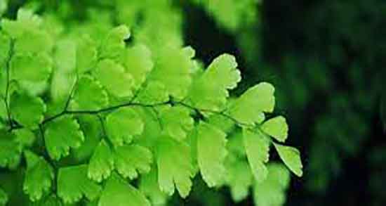 خواص پرسیاوشان برای لاغری و چربی سوزی شکم با مصرف پرسیاوشان خواص پرسیاوشان برای لاغری ؛ چربی سوزی شکم با مصرف پرسیاوشان