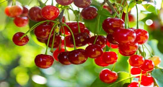 خواص چای برگ آلبالو ؛ حفظ سلامتی بدن با خوردن چای برگ آلبالو