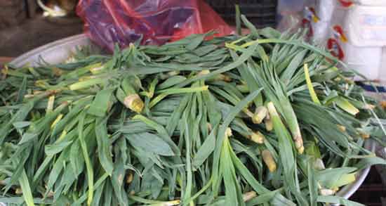خواص چریش در طب سنتی ؛ آشنایی با خاصیت دارویی چریش از نظر طب سنتی