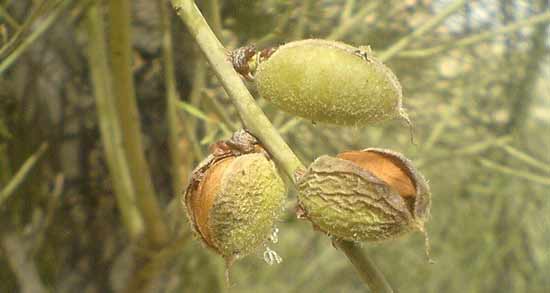 خواص چغاله بادام کوهی تلخ ؛ آشنایی با خواص چغاله بادام کوهی تلخ