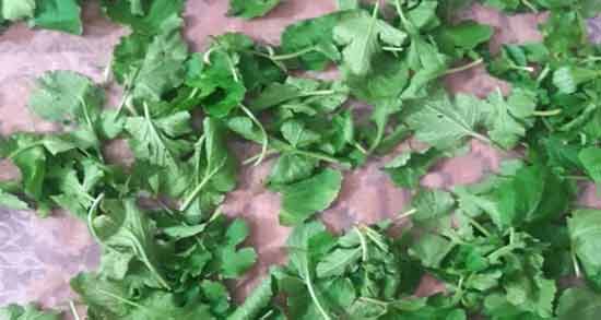 خواص چوچاق و خالواش ؛ آشنایی با خاصیت مصرف سبزی چوچاق و خالواش