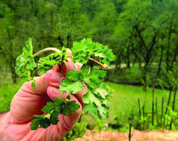 نگهداری سبزی چوچاق چوچاق در قورمه سبزی نی نی سایت عکس سبزی چوچاق و خالواش چوچاق را از کجا تهیه کنیم سبزی خالواش در چه غذاهایی استفاده میشود سبزی چوچاق دیجی کالا جایگزین سبزی چوچاق چیست سبزی چوچاق به ترکی 