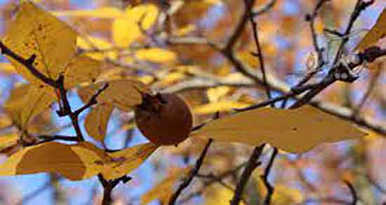 خواص کندس جنگلی ؛ فواید استفاده از کندس جنگلی برای کم خونی