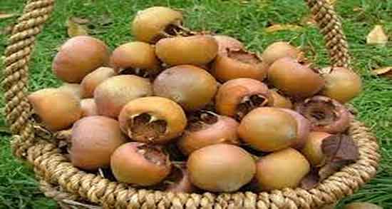 خواص کندس مازندران ؛ فواید مصرف کندس مازندران برای درمان یبوست