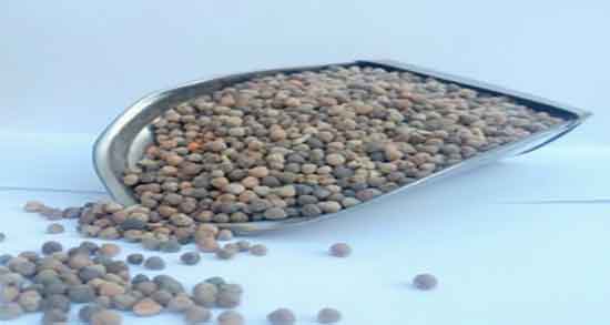 خواص گاودانه برای اسب ؛ فواید مصرف گاودانه برای حیوانات چیست