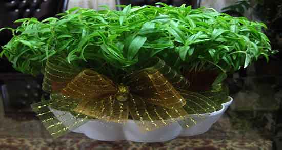 خواص گاودانه برای گاو ؛ تاثیر استفاده از گاودانه برای گاو های شیرده