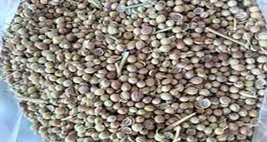 خواص گاودانه چیست ؛ خوردن روزانه گاودانه برای چاقی شکم و پهلو