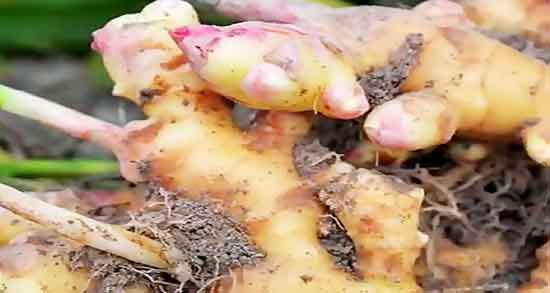 خوردن زنجبیل در پریودی ؛ ایا خوردن دارچین و زنجبیل در پریودی مفیده