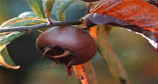 خوردن کندس در بارداری ؛ فواید مصرف کندس برای جنین زنان حامله