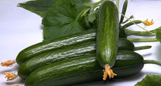 خیار تلخ برای خیار شور ؛ فواید مصرف خیار تلخ برای استفاده از خیار شور