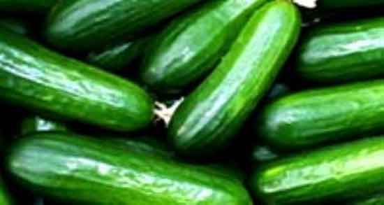خیار تلخ چیست ؛ خاصیت خیار تلخ برای کنترل قند خون زنان باردار