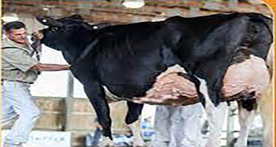 درباره زهله گاو و زهله گاو و تخمدان پلی کیستیک نی نی سایت درباره زهله گاو ؛ زهله گاو و تخمدان پلی کیستیک نی نی سایت