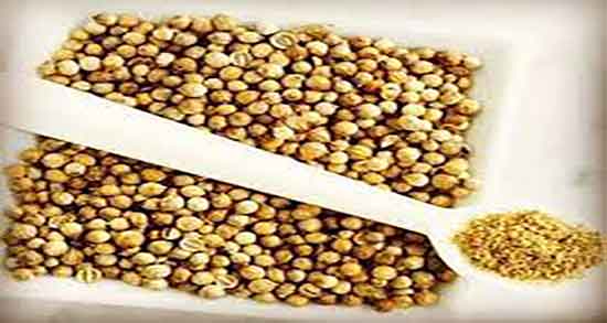 دمنوش تخمه گشنیز ؛ خواص جوشانده تخمه گشنیز برای لاغری
