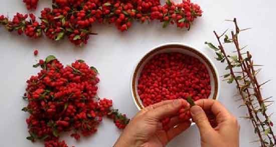 دمنوش زرشک برای قاعدگی ؛ منظم شدن دوره های پریودی با مصرف دمنوش زرشک