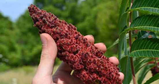 دمنوش سماق برای کبد چرب و خاصیت دارویی مصرف دمنوش سماق برای بیماری کبد چرب دمنوش سماق برای کبد چرب ؛ خاصیت دارویی مصرف دمنوش سماق برای بیماری کبد چرب