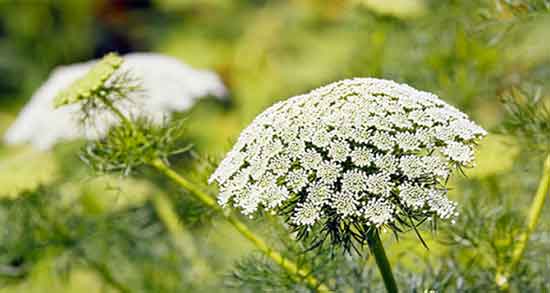 دمنوش گلپر برای معده و ایا خوردن دمنوش گلپر برای نفخ معده مفید است دمنوش گلپر برای معده ؛ ایا خوردن دمنوش گلپر برای نفخ معده مفید است