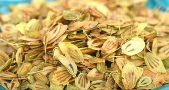 دمنوش گلپر برای نفخ ؛ ایا دمنوش گلپر برای نفخ شکم نوزادان مفید است