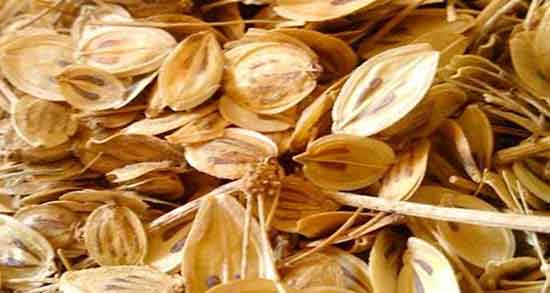 دمنوش گلپر و فشار خون ؛ استفاده از دمنوش گلپر برای کنترل فشار خون