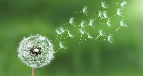 دیدن قاصدک در خواب نشانه چیست ، معنی دیدن قاصدک در خواب ما چیست دیدن قاصدک در خواب نشانه چیست ، معنی دیدن قاصدک در خواب ما چیست