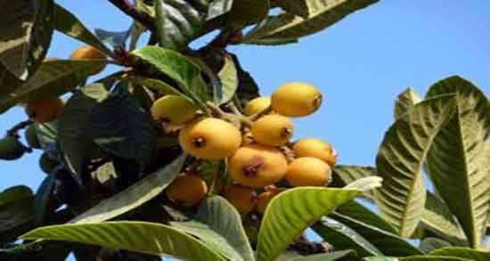 رب ازگیل برای چی خوبه ؛ ایا مصرف رب ازگیل برای سرماخوردگی مفیده
