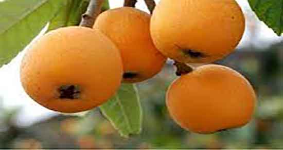 رب ازگیل در بارداری ؛ خاصیت مصرف رب ازگیل برای جنین زنان باردار