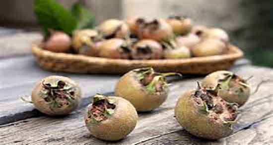 رب کندس برای دیابت ؛ تاثیر استفاده از رب کندس برای قند خون زنان باردار