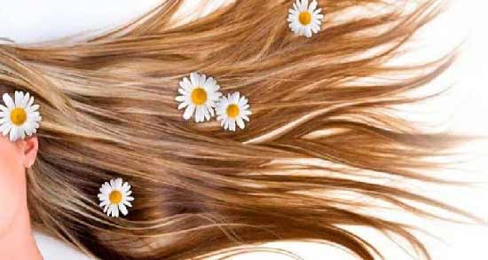 رنگ کردن مو با بابونه و استفاده از بابونه برای روشن کردن رنگ مو رنگ کردن مو با بابونه ؛ استفاده از بابونه برای روشن کردن رنگ مو