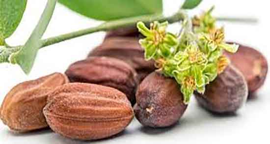 روغن ارگان بهتر است یا جوجوبا ؛ تاثیر روغن ارگان بهتره است یا جوجوبا