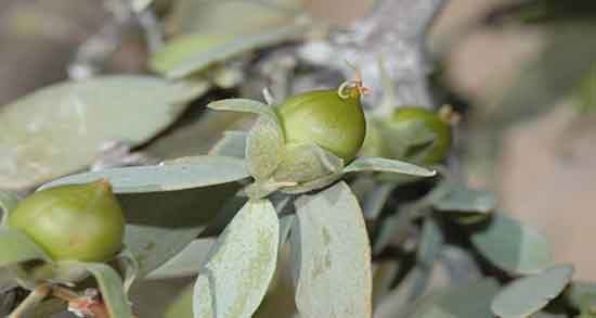 روغن جوجوبا برای ابرو ؛ خواص مصرف روغن جوجوبا برای تقویت ابرو