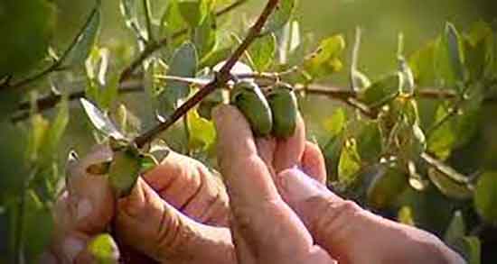 روغن جوجوبا برای جوش ؛ طرز استفاده از روغن جوجوبا برای جوش چرکی