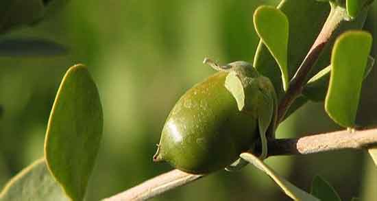 روغن جوجوبا برای ریش ؛ نحوه استفاده از روغن جوجوبا برای تقویت ریش