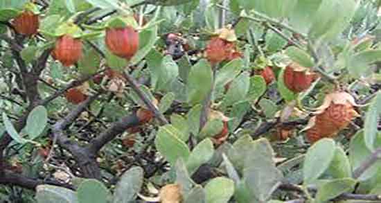 روغن جوجوبا برای مو ؛ خاصیت روغن جوجوبا برای موهای چرب