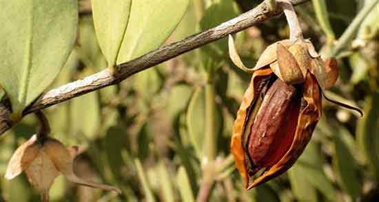روغن جوجوبا برای پوست ؛ قیمت روغن جوجوبا برای پوست های چرب