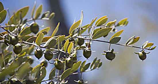 روغن جوجوبا برای چی خوبه ؛ ایا روغن جوجوبا برای پوست صورت خوبه