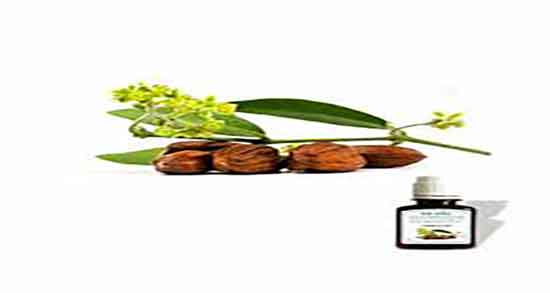 روغن جوجوبا چیست ؛ طبیعت روغن جوجوبا برای بدن چیست